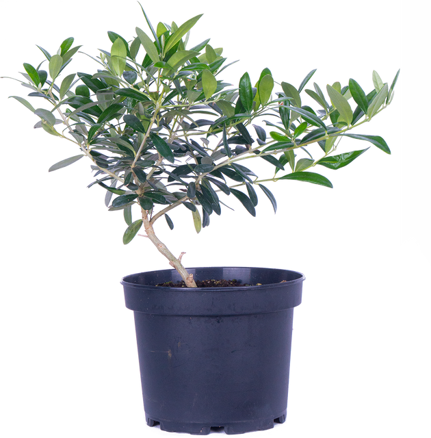 olive plant care indoor Olea | Olive Tree | 6" Pot | Pet Friendly And Easy Care Houseplant