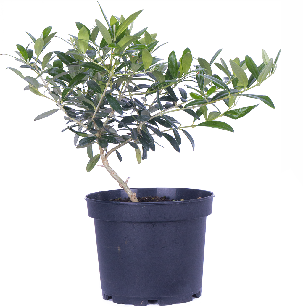 Olea | Olive Tree (M)
