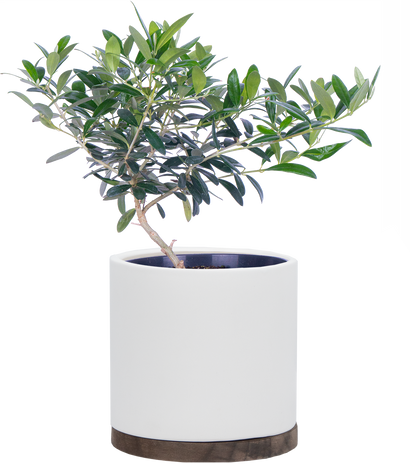 Olea | Olive Tree (M)