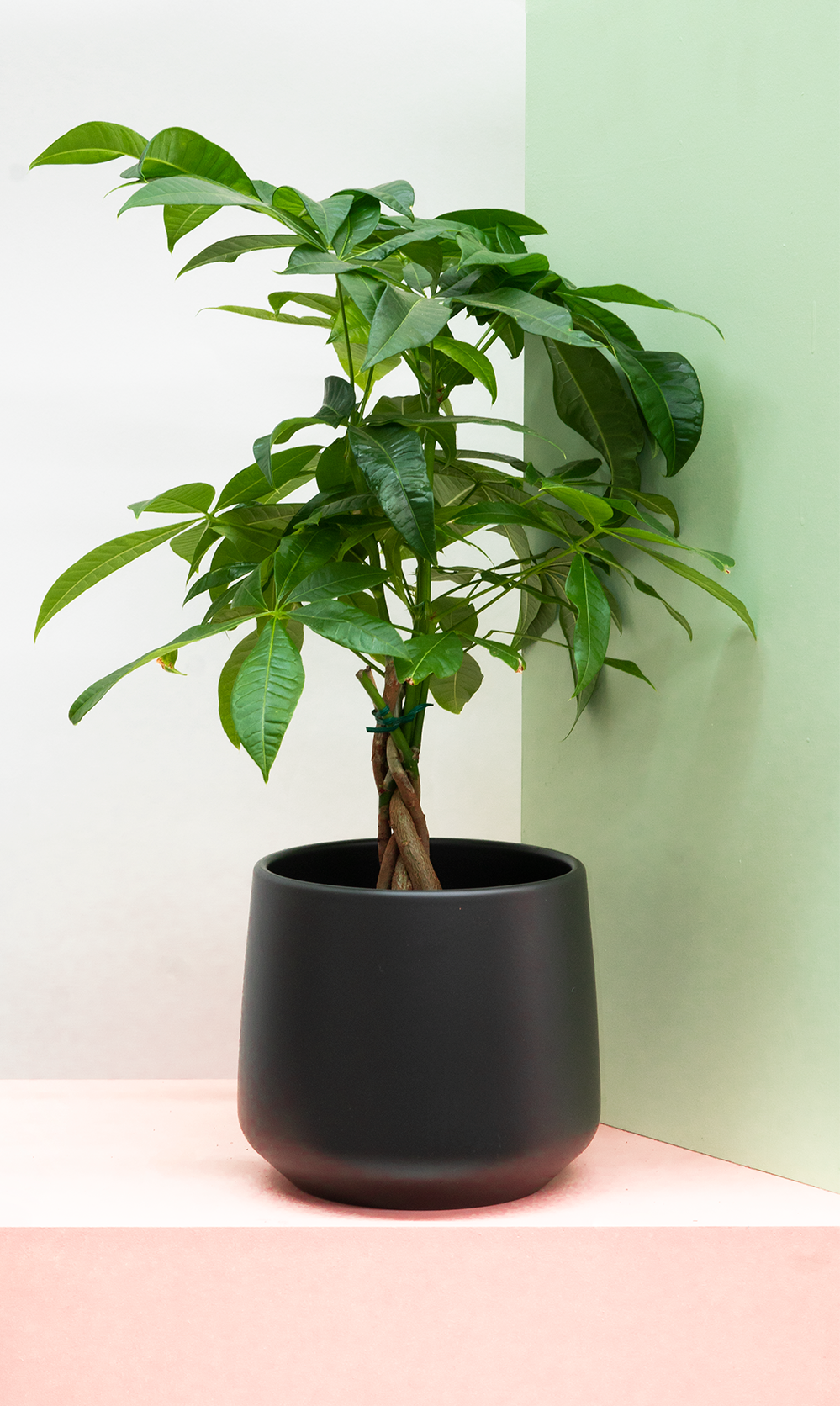 Plantsome Pachira Aquatica Money Tree - Thumbnail 2
