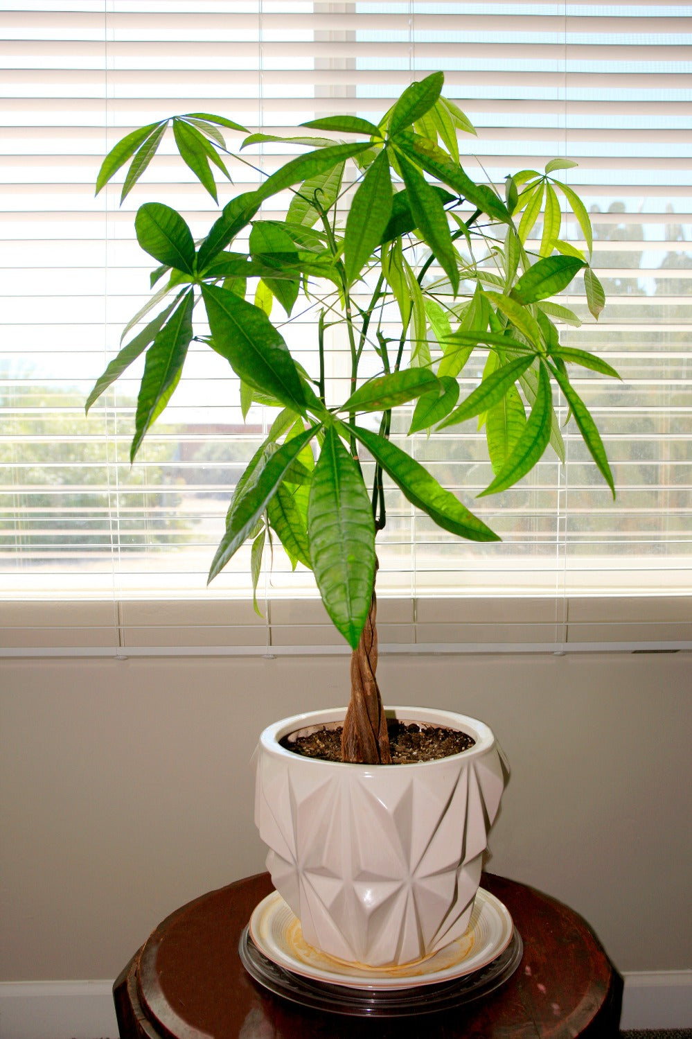 Plantsome Pachira Aquatica Money Tree - Thumbnail 3