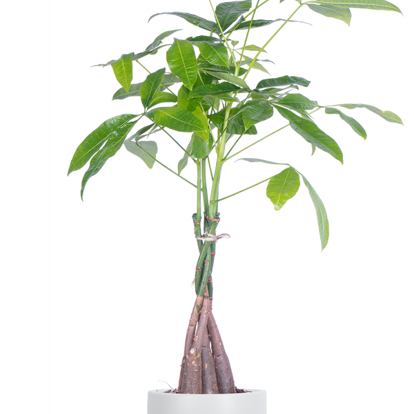 money tree payment center Pachira Aquatica | Money Tree | 6" Pot | Easy Care Houseplant