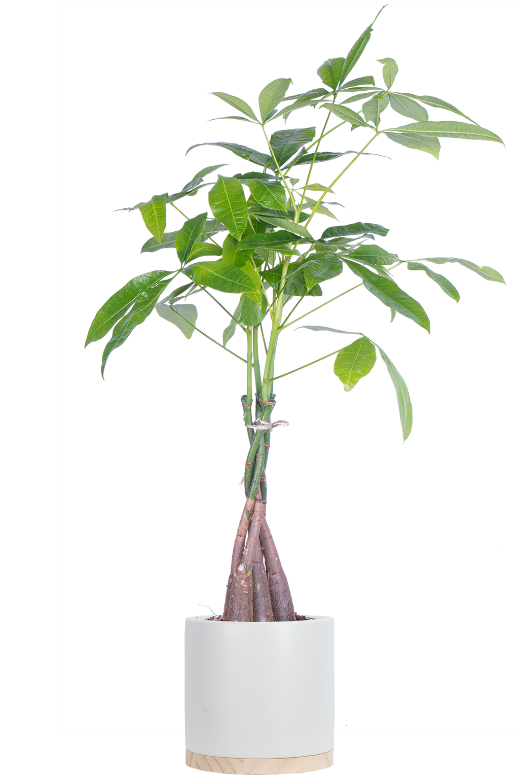 money tree 24 Pachira Aquatica