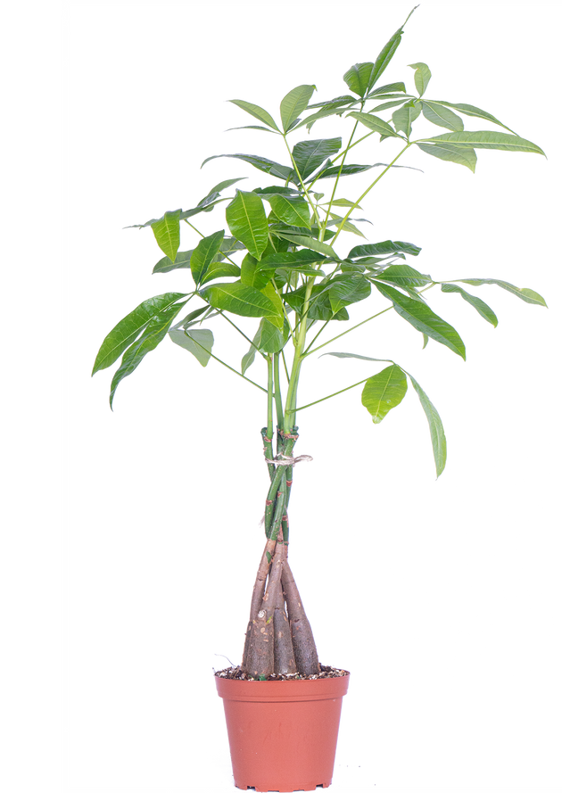 money tree plant pots Pachira Aquatica | Money Tree | 6" Pot | Easy Care Houseplant