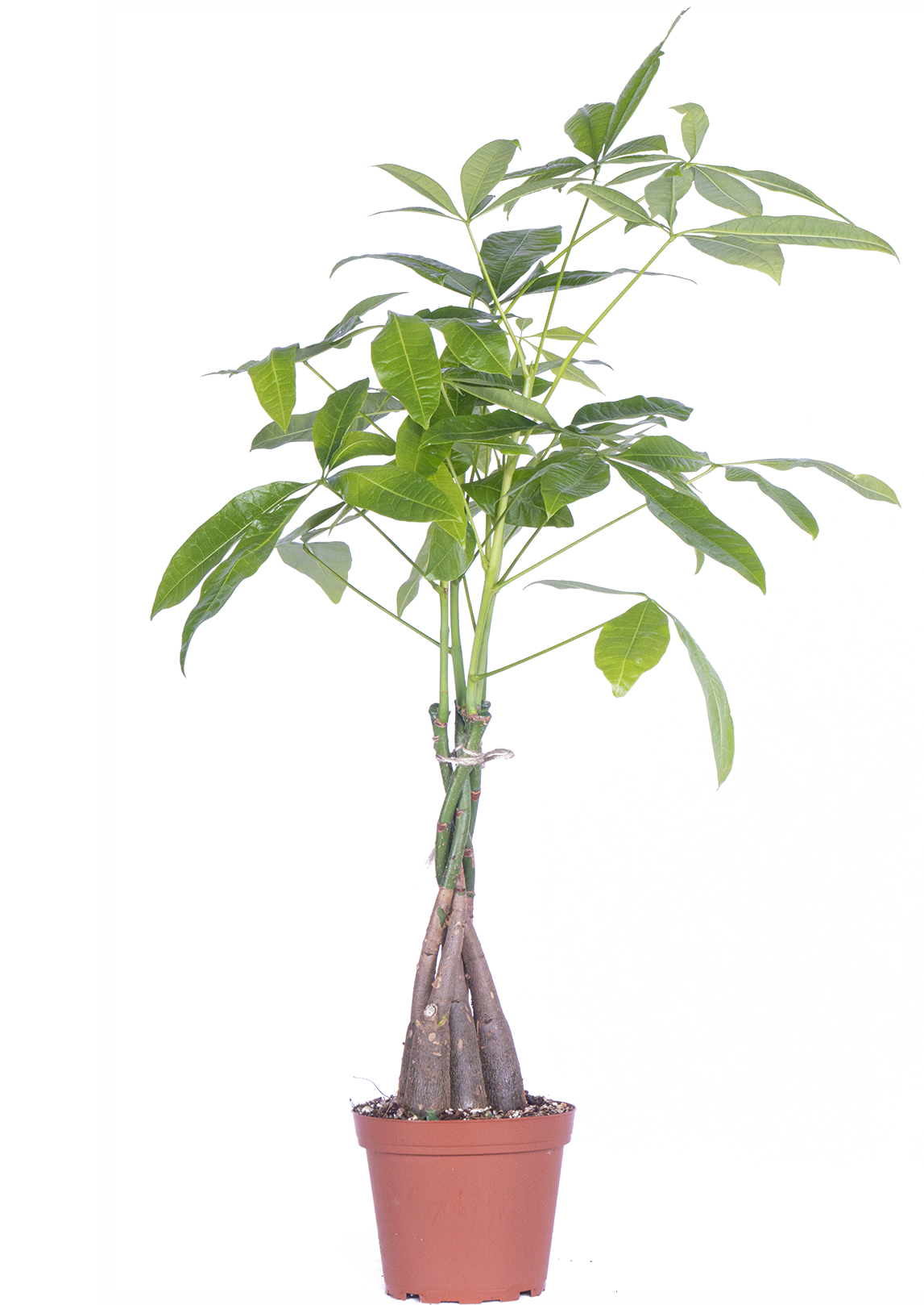 Pachira Aquatica | Money Tree (M)