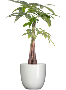 Pachira Aquatica | Money Tree (L)