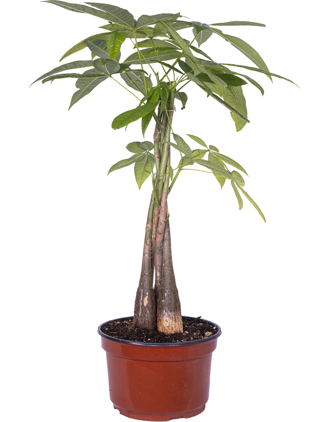Pachira Aquatica | Money Tree (L)