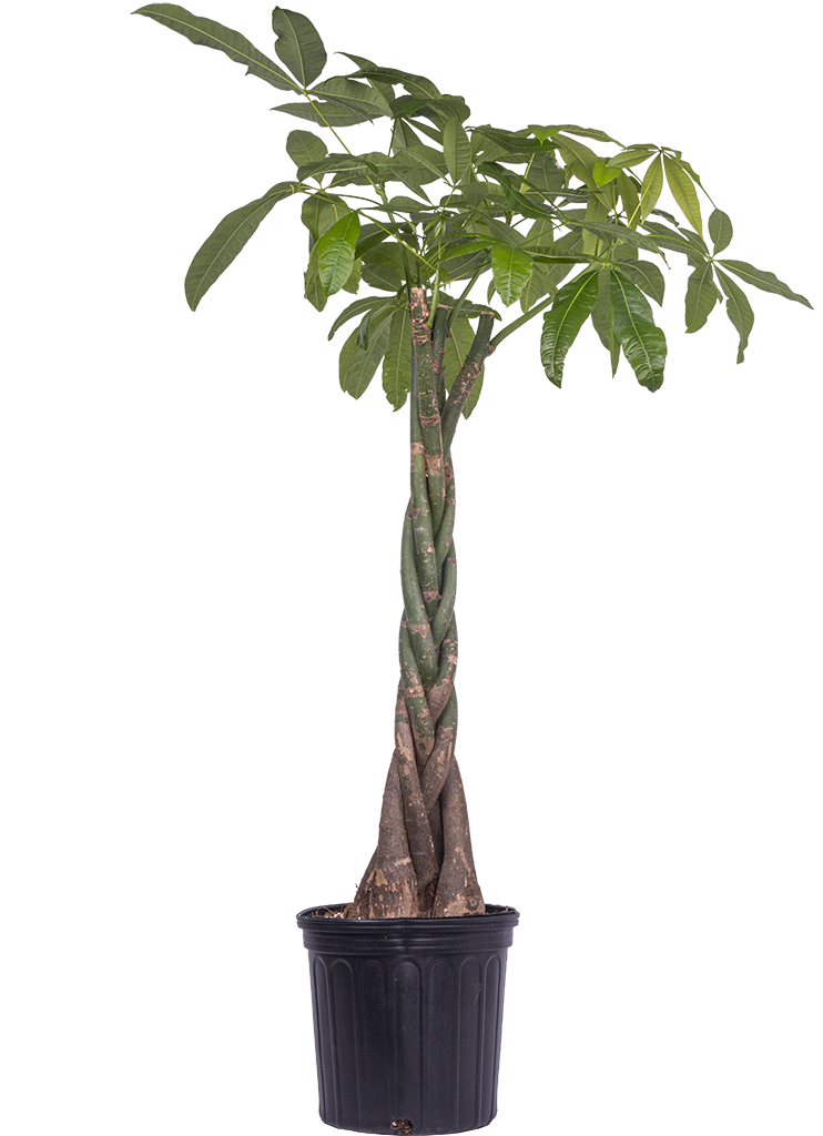Pachira Aquatica | Money Tree (XL)