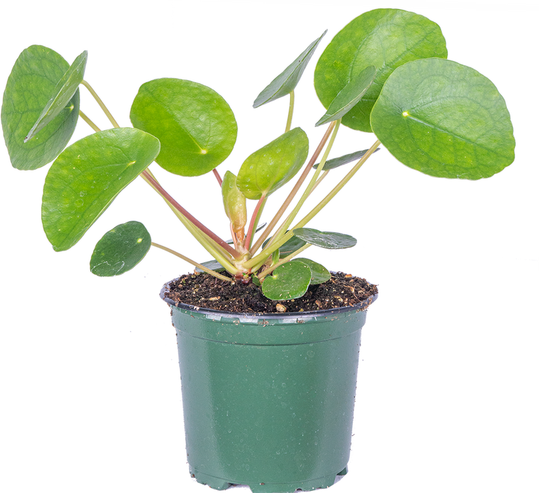 Pilea Peperomioides | Pancake Plant (S)