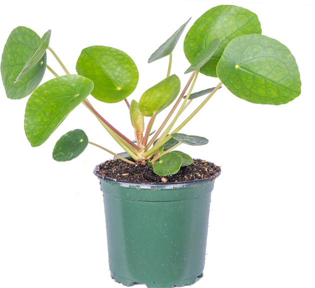 Pilea Peperomioides | Pancake Plant | 4