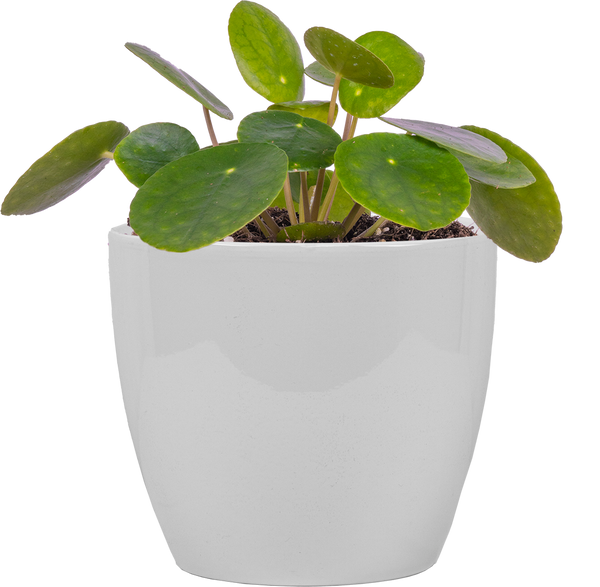 Pilea Peperomioides | Pancake Plant | 6