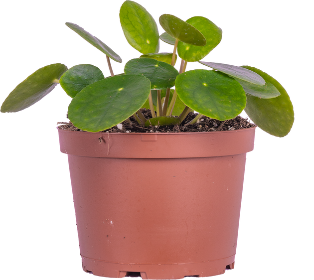 Pilea Peperomioides | Pancake Plant | 6" Pot | Easy Care Houseplant |  Plantsome