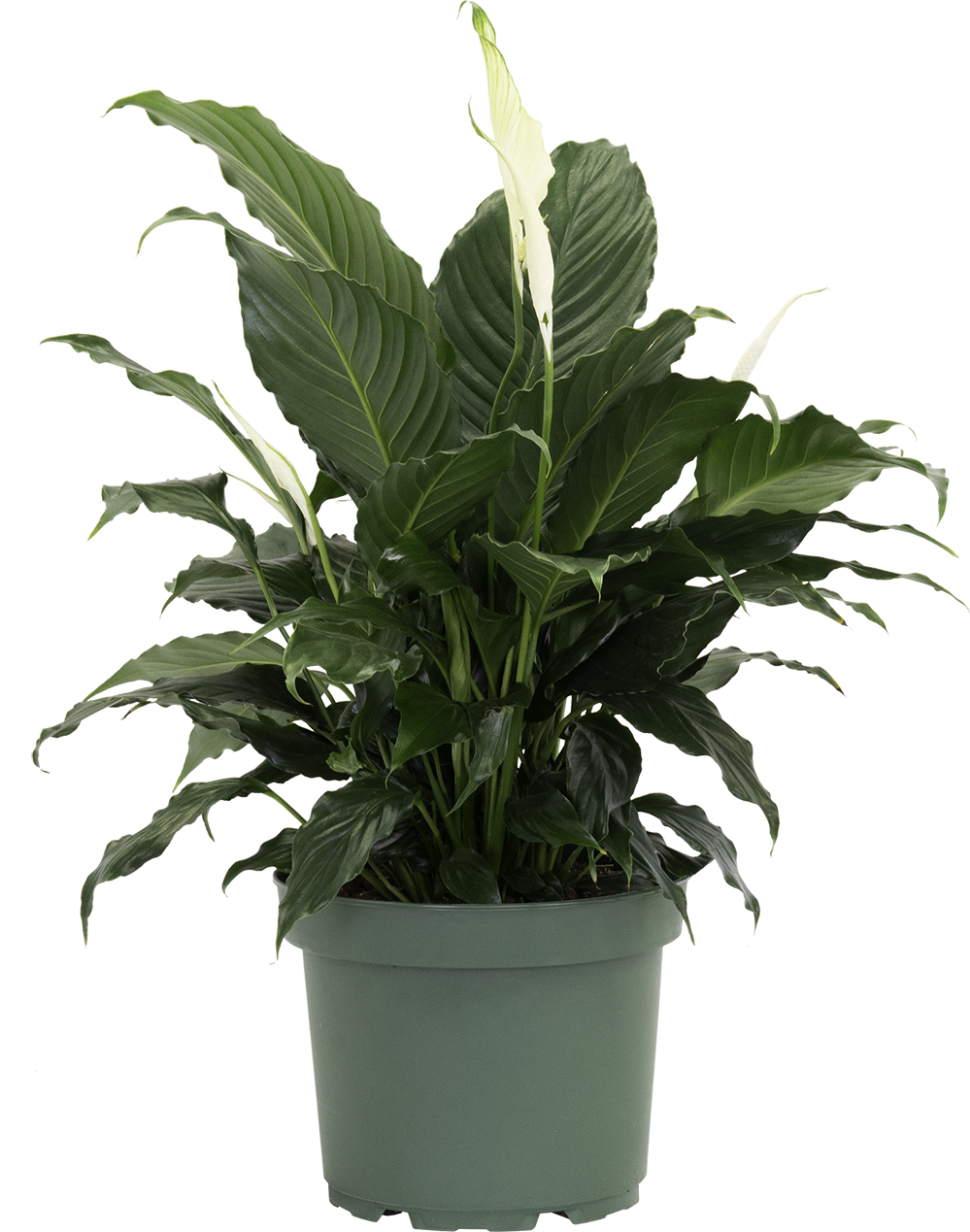 Spathiphyllum | Peace Lily (L)