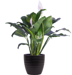 Spathiphyllum | Peace Lily (XL)
