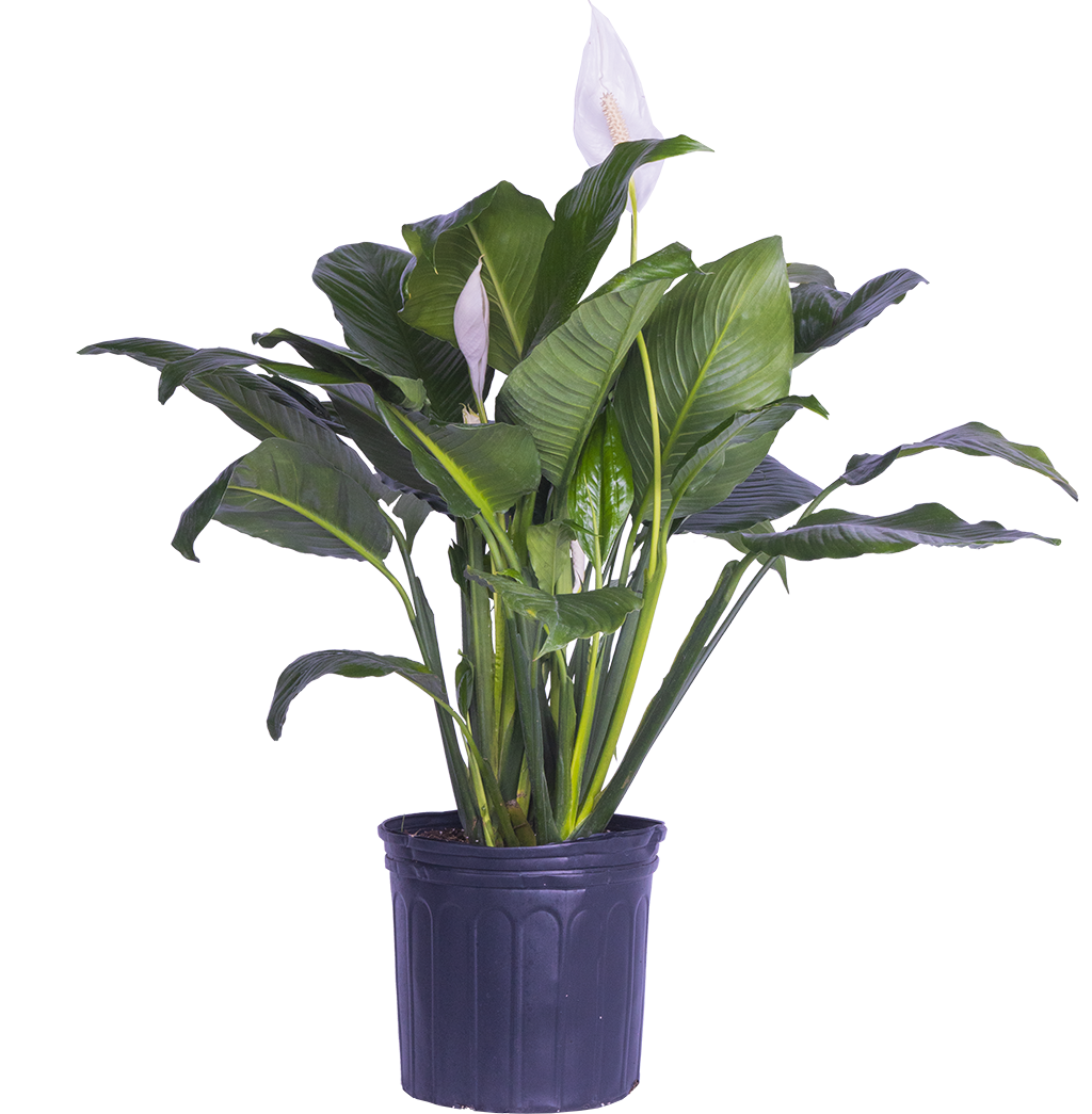 Spathiphyllum | Peace Lily (XL)