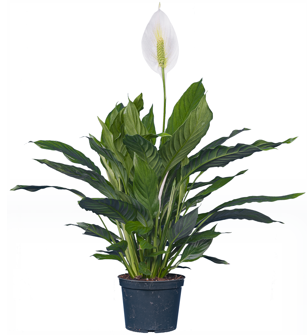 Spathiphyllum | Peace Lily (M)