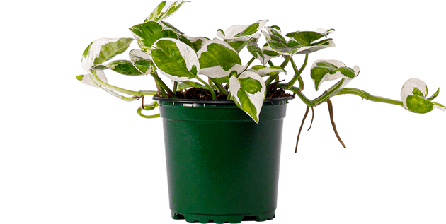 Pothos Jade Pearl | 4