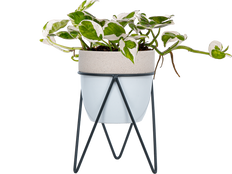 Pothos Jade Pearl (S)