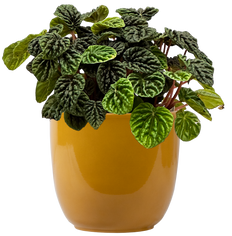 Peperomia Caperata | Emerald Ripple (M)