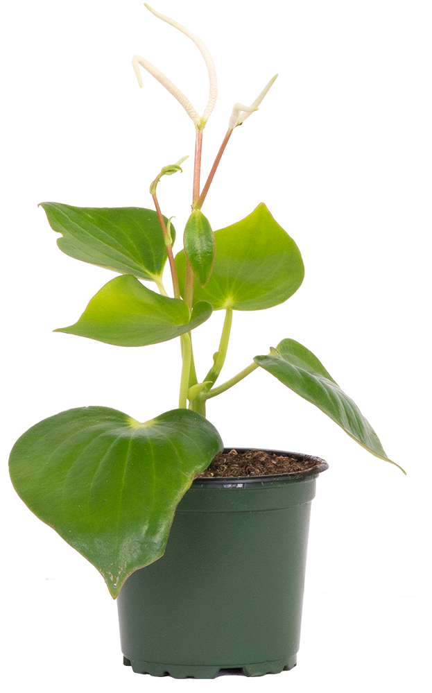 Peperomia Polybotrya | Raindrop Peperomia (S)