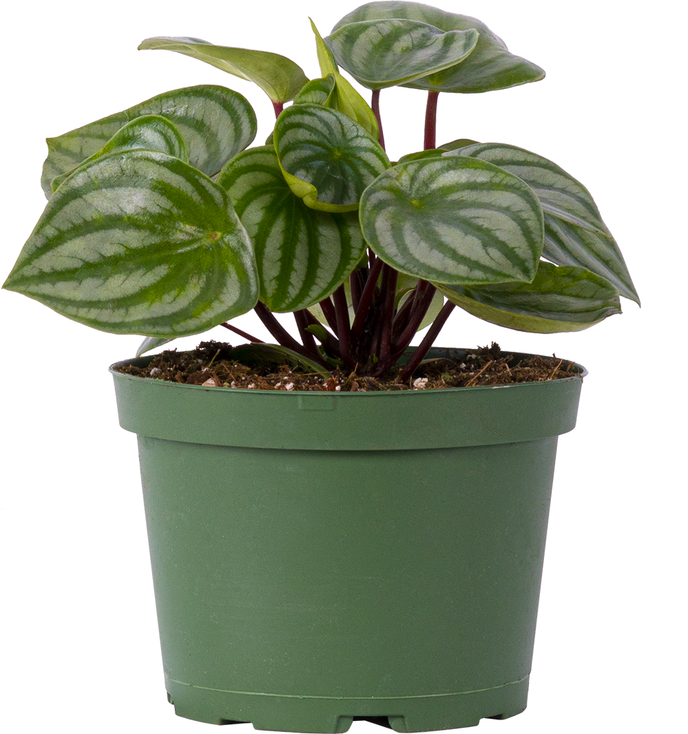 Peperomia Argyreia (M) | Watermelon Plant