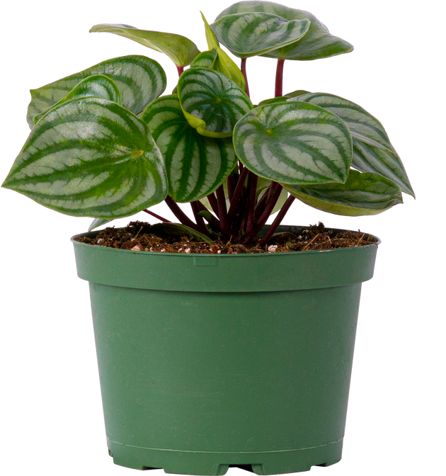 Peperomia Argyreia | Watermelon Plant | 4