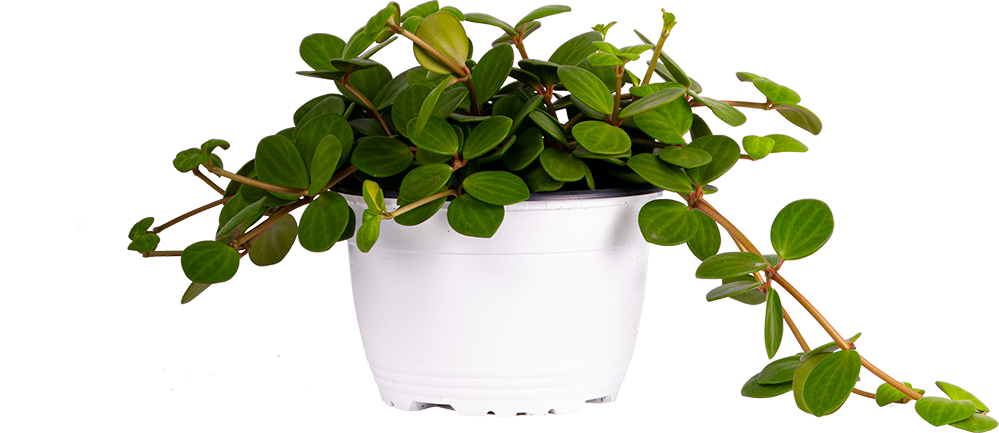Peperomia Hope (M)