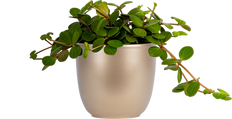 Peperomia Hope (M)
