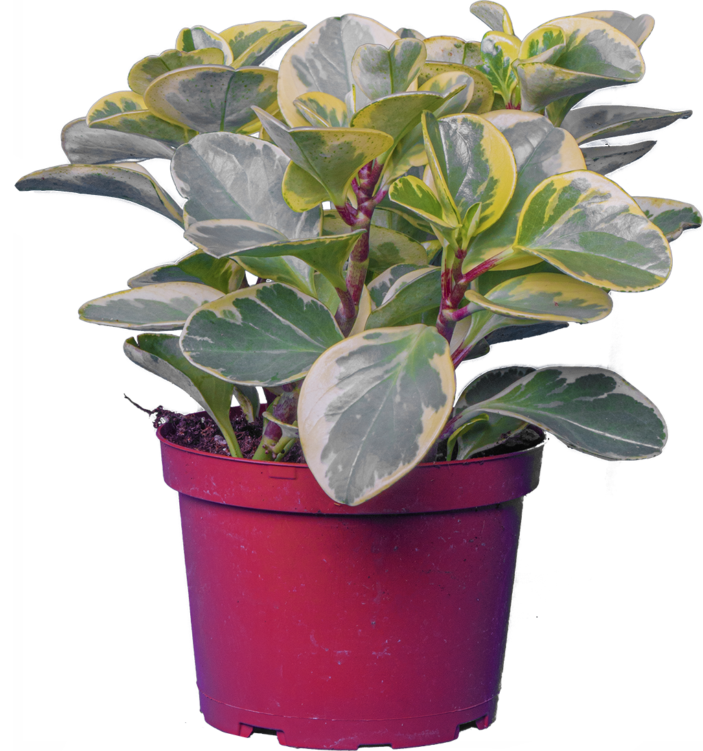 Peperomia Obtusifolia  | Marble (M)