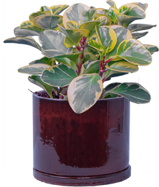 Peperomia Obtusifolia  | Marble (M)