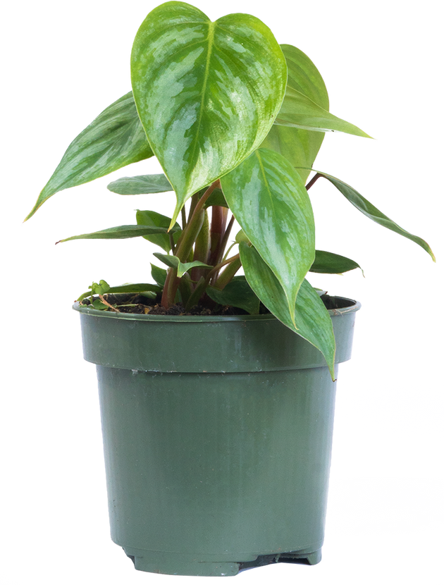 philodendron gargantuan Philodendron Sodiroi | 4" Pot | Easy Care Houseplant