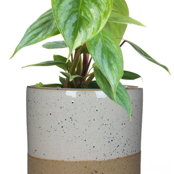 philodendron gargantuan Philodendron Sodiroi | 4" Pot | Easy Care Houseplant