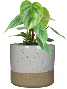 Philodendron Sodiroi Ornatum | Giant Silver Shield (S)