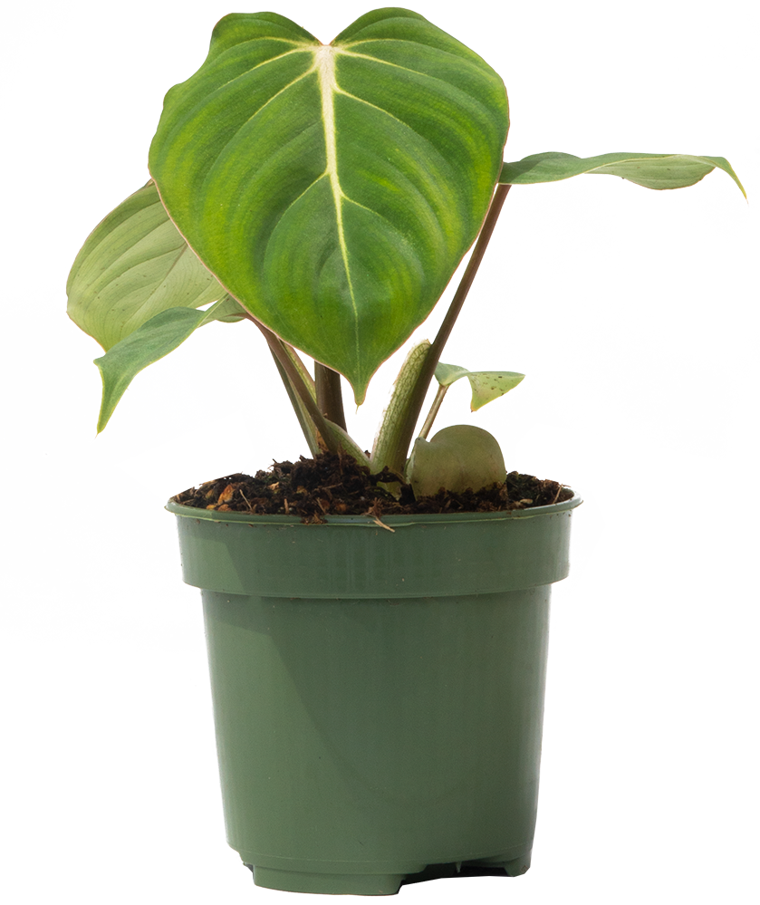 Philodendron Gloriosum (S)