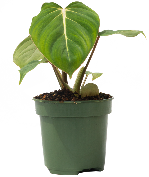 Philodendron Gloriosum | 4