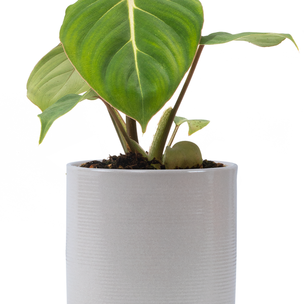 Philodendron Gloriosum | 4" Pot | Easy Care Houseplant | Plantsome