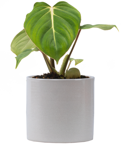 Philodendron Gloriosum | 4