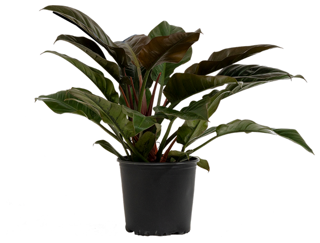Philodendron Imperial Red | 10" Pot | Easy Care Houseplant | Plantsome