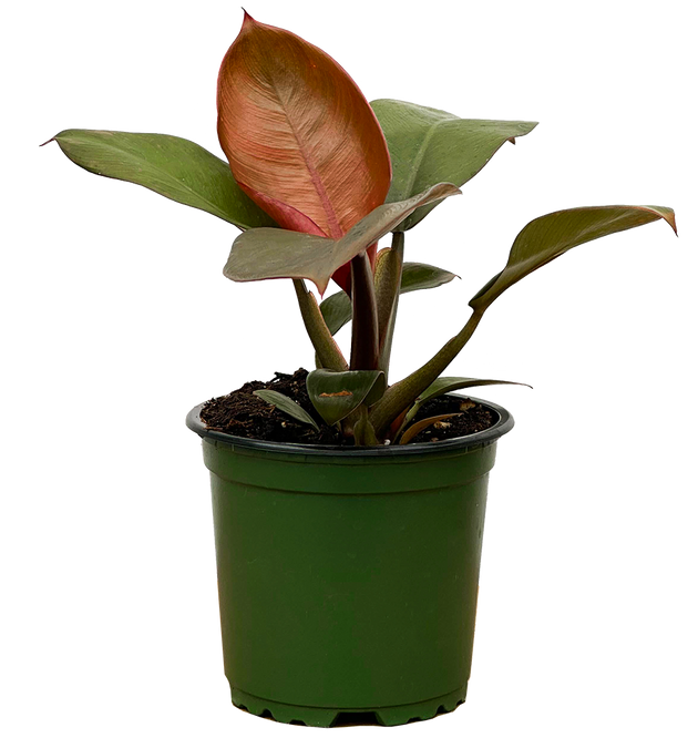philodendron imperial red rare Philodendron Imperial Red | 4" Pot | Easy Care Houseplant
