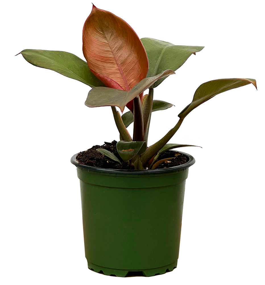 Philodendron Imperial Red (S)