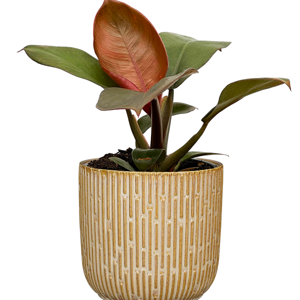 red emperor philodendron Philodendron Imperial Red | 4" Pot | Easy Care Houseplant
