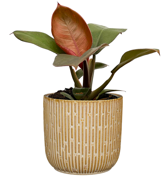 philodendron imperial red scientific name Philodendron Imperial Red | 4" Pot | Easy Care Houseplant