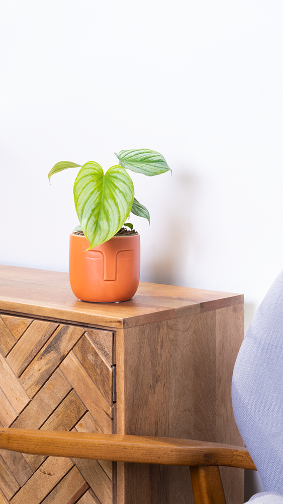 Philodendron Mamei Silver Cloud