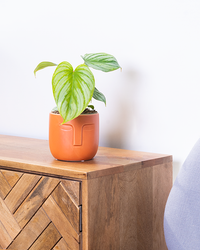 philodendron mamei silver cloud care Philodendron Silver Cloud | 4" Pot | Easy Care Houseplant