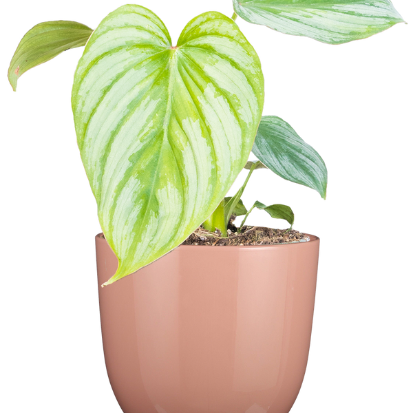 philodendron silver cloud mature Philodendron Silver Cloud | 4" Pot | Easy Care Houseplant