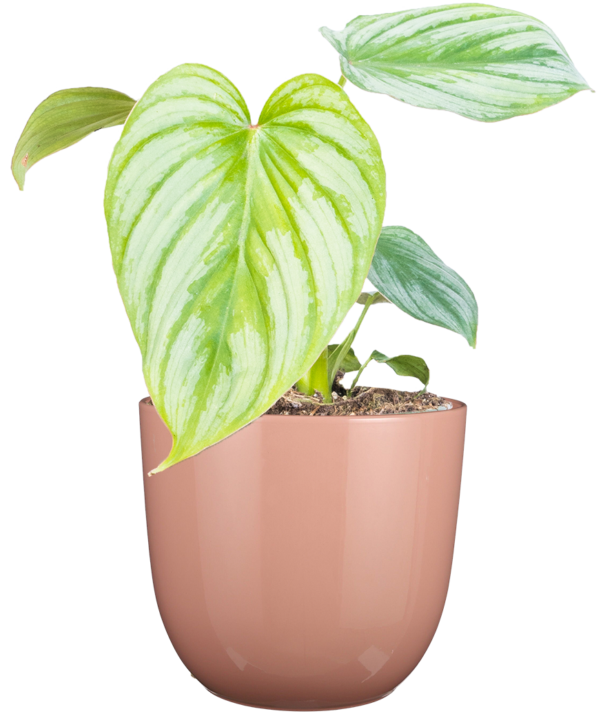Philodendron Mamei | Silver Cloud (S)