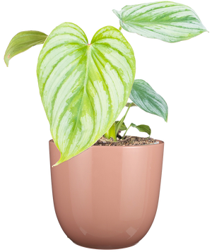 Philodendron Mamei