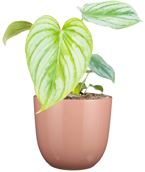 mamouth philodendron Philodendron Silver Cloud | 4" Pot | Easy Care Houseplant