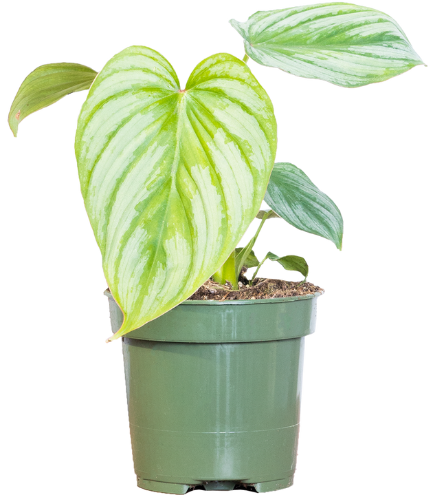 Philodendron Silver Cloud | 4