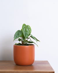 philodendron sodiroi ornatum Philodendron Sodiroi | 4" Pot | Easy Care Houseplant